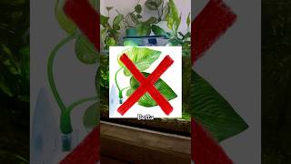 Top 5 BEST Plants For Betta Fish [upl. by Attey]