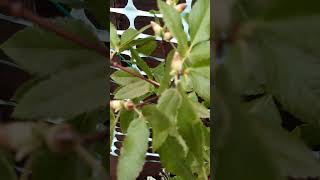 Buds on Eucryphia tree [upl. by Peterman29]