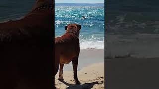 Sithonia 2024 same beach same dilemma😂 clash germanboxer pets sithonia greece shorts [upl. by Helbona]