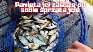 Jak łowić płocie na bata łowienie płoci jaka zanęta na płocie [upl. by Anrat398]