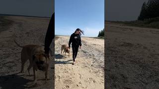 Boerboel’s at Werribee South Beach [upl. by Katerine]