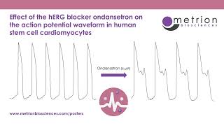 Effect of hERG blocker ondansetron on action potential waveform in human stem cell cardiomyocytes [upl. by Norvell]