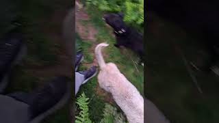 Dogs bouncing through the ferns Lola the Bedlington Whippet and the packdoglovernatureBedlington [upl. by Prentice]