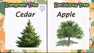 Evergreen Tree amp Deciduous Tree Examples differences and characteristics all explained clearly [upl. by Rockwood]