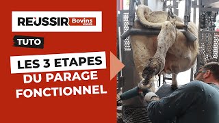 TUTO  Les 3 étapes du parage fonctionnel  en pratique sur une charolaise [upl. by Anibla]