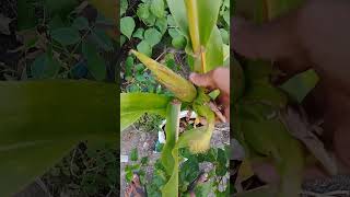 Vhutta harvesting video popular nature gardening garden plants viral shortsmusic song movie [upl. by Oznecniv]