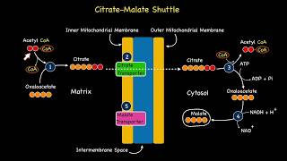 Part 2 Malate Aspartate Shuttle Biochemistry [upl. by Pegma]