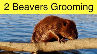 2 Beavers Sit Up to Groom Their Fur [upl. by Aleahs]