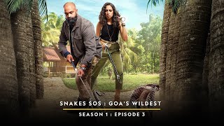 Keep The Children Safe  Snakes SOS Goa’s Wildest  Full Episode  S01E03  National Geographic [upl. by Joni]