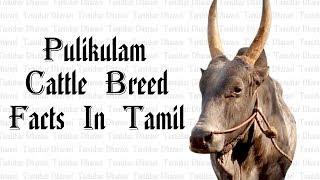 Pulikulam Cattle breed Facts in tamil  Namma Naattu Maadugal  Tamizhar [upl. by Juxon790]