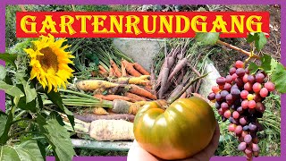 🍀 Gartenrundgang im August 🥔  Braunfäuletod Ernten neue Saaten und Pflanzenwachstum  4K 🥕 [upl. by Adamec543]