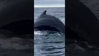 Husavik Iceland whale watching [upl. by Yran]