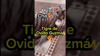 Ovido Guzmá y su tigre del amazona mayitoflaco mexico culiacan lpm lospshorts culiacan [upl. by Theda]