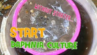 How to culture daphnia moina the easy way 1  Starting the Daphnia culture [upl. by Oileduab]