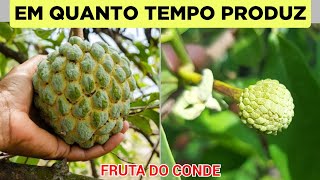 QUANTO TEMPO FRUTA DO CONDE FEITA APARTIR DE SEMENTE DEMORA PARA PRODUZIR [upl. by Edahsalof]