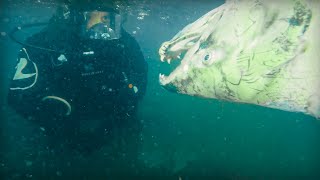 JE PLONGE DANS UN CIMETIÈRE DE POISSONS  Cyril Chauquet [upl. by Huston]