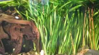 Sunshine in my 420 liters tropical Asia fish tank  Asienbecken 36 [upl. by Hannahc]