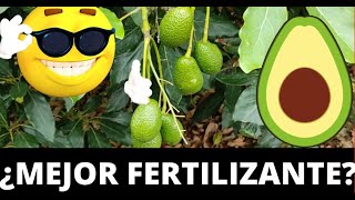 Cual es el MEJOR fertilizante o ABONO para AGUACATE 🥑 [upl. by Monagan114]