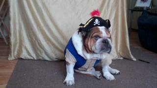 Jake our English Bulldog dressed as a pirate Too funny he is NOT happy [upl. by Marni]