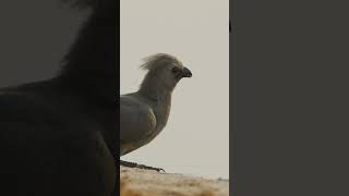 Grey goawaybird going away shorts birds birdwatching [upl. by Happ380]