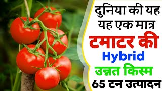 Seminis Abhilash tamatar  abhilash tamatar ki kheti kaise kare  tamatar ki kheti  Hybrid Seeds [upl. by Heller]