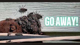 Boxelder bugs vs soapy water and a vacuum [upl. by Airret]