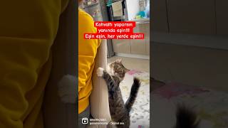 Sabah kalkarsın yanında eşin Öğlen yemeği yanında eşinHer yerde eşin Pardon kedin🐈 Güldür güldür [upl. by Tim]