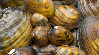 Understanding mussels and how they age [upl. by Eireva]