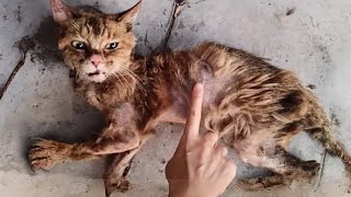 This emaciated stay cat an underwent astonishing transformation being for rescue 3 month🥺🥹 rescue [upl. by Clive679]