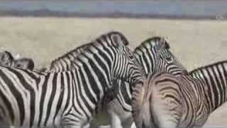 zebras in Etosha [upl. by Addy218]