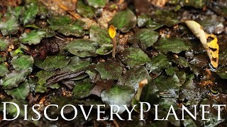 【ASMR】 and Cryptocoryne aura in Makau Hill [upl. by Otho]