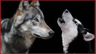 Wolf Howling Sounds To Make Your Dog Howl [upl. by Nuahsyd]