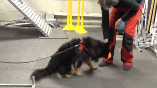 Molly på agility kurs finsk lapphund [upl. by Fonsie]