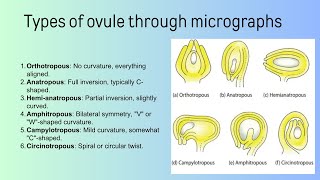 types of ovule  Bsc [upl. by Darius]