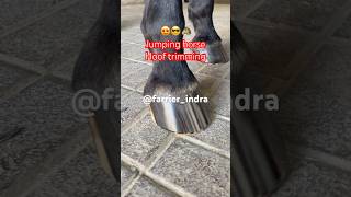 Jumping 🐴 horse 😍 hoof trim horseshoeing farrier jumping laminate rider travel [upl. by Ivey]