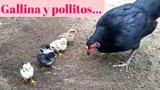 Gallina llamando a sus pollitos a comer  gallina alimenta a los polluelos  los pollitos dicen 85 [upl. by Sioled]