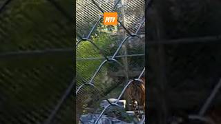 Animals in cages Tiger Its a pity [upl. by Gilead]