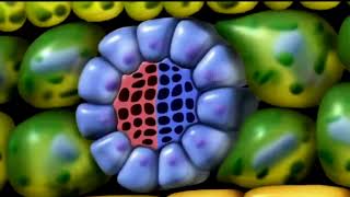 BIOLOGÍA Absorción y circulación de nutrientes en las plantas  Contenido para Bachillerato [upl. by Enneyehc189]