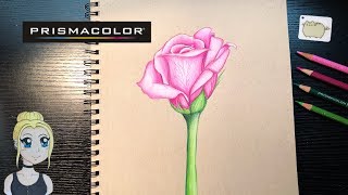 How to Draw a Rose  Prismacolor Pencils [upl. by Fry92]