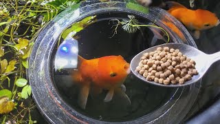 feeding my goldfish  INDOOR MINI POND [upl. by Aicened99]