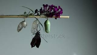 stock footage monarch butterfly danaus plexippus emerges from chrysalis white grey background [upl. by Aliac]