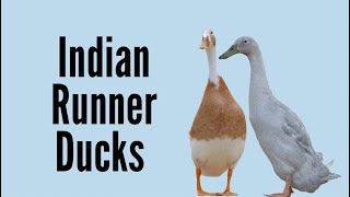 Are Runner Ducks Right For You [upl. by Jackelyn]