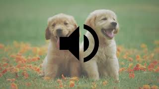 Dog Whining Sound Effect I Play It To Your Dog [upl. by Auqinihs]