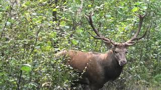 Atėjo atsigėrė ir ramiai išėjo Red Deer Elnias [upl. by Akehsay281]