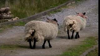 Connemara national park Ireland [upl. by Margalit313]