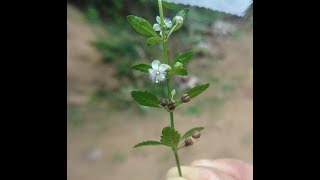 Cure DiabetesHerbal PlantScoparia dulcisWal koththamalliHerbal plants of Sri Lanka [upl. by Eimile783]