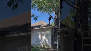 Do you cut the neighbors trees from over your fence tree ￼ treework lawncare lawnmaintenance￼ [upl. by Emmer196]