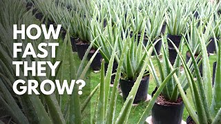 How Fast Does Aloe vera Grow [upl. by Yelnoc]