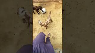 viralvideo goat bakriwala trending bakrifarm tungwalibakramandi farming shorts pindawale [upl. by Sokil]