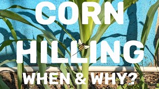 Growing corn in Jamaica [upl. by Oiracam]